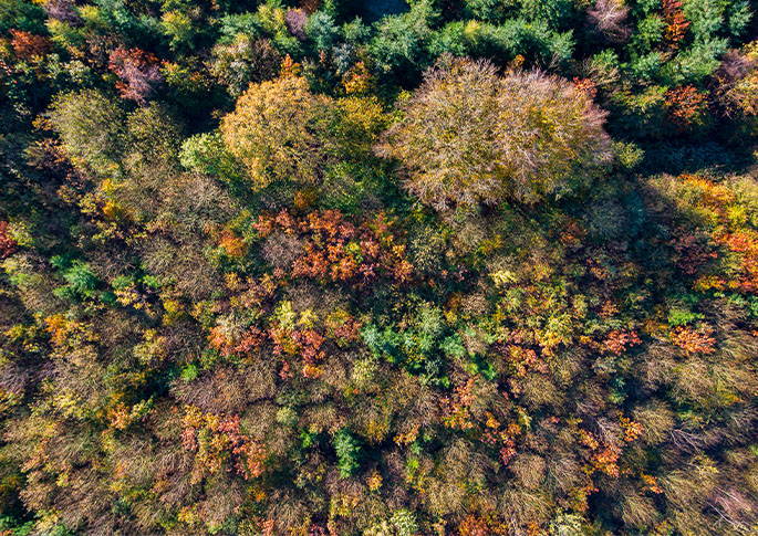 Wald Vogelpers_Luftbildservice Bernot