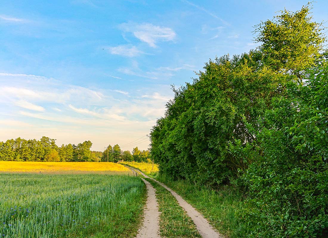 feld-von-baumen-gegen-den-himmel_web
