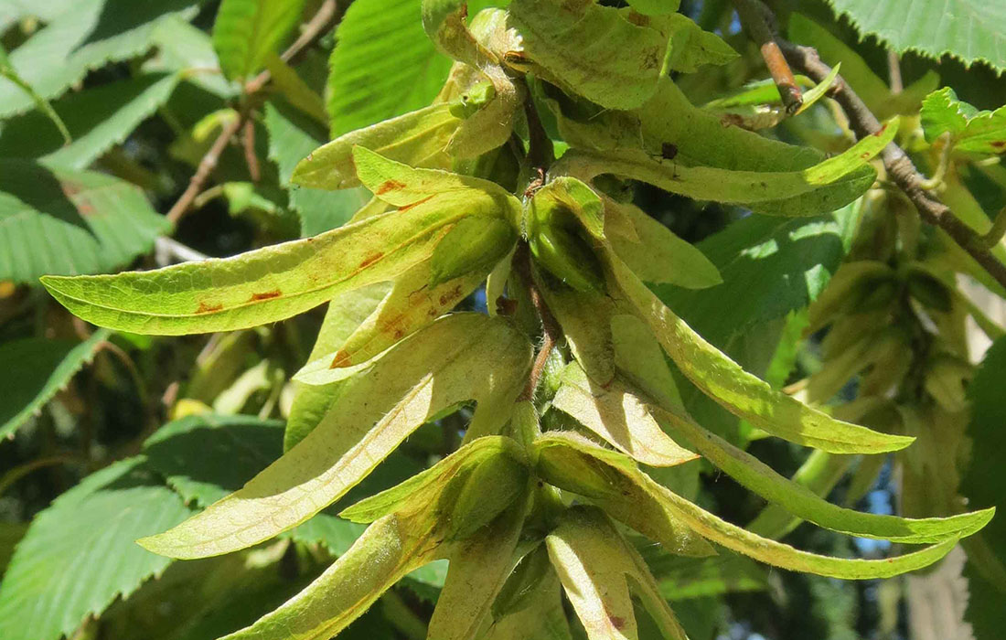 20130817Carpinus_betulus4_Von AnRo0002 – Eigenes Werk, CC0_wikimedia