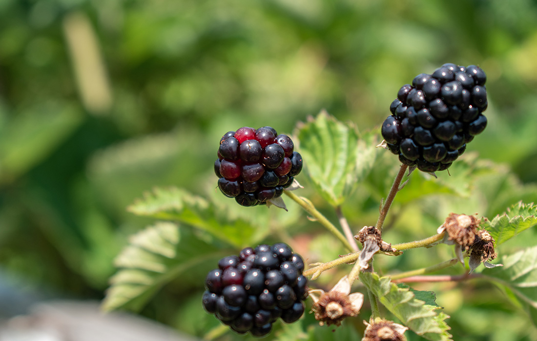 Brombeere