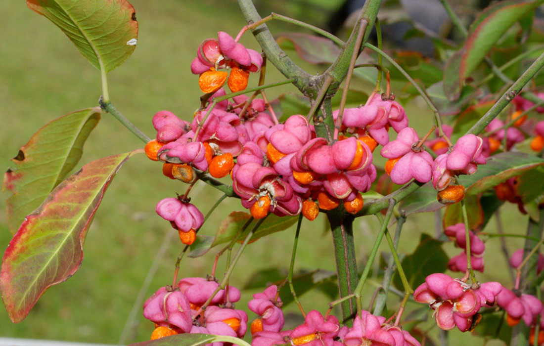 Euonymus_europaeus_RF_Von Robert Flogaus-Faust – Eigenes Werk, CC BY 4.0, httpscommons.wikimedia.org