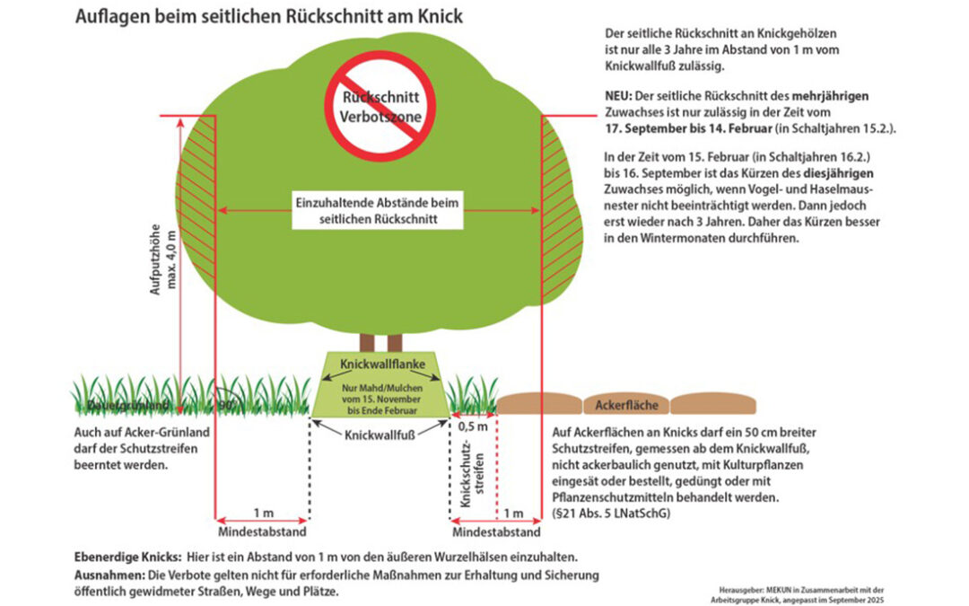 Der seitliche Rückschnitt