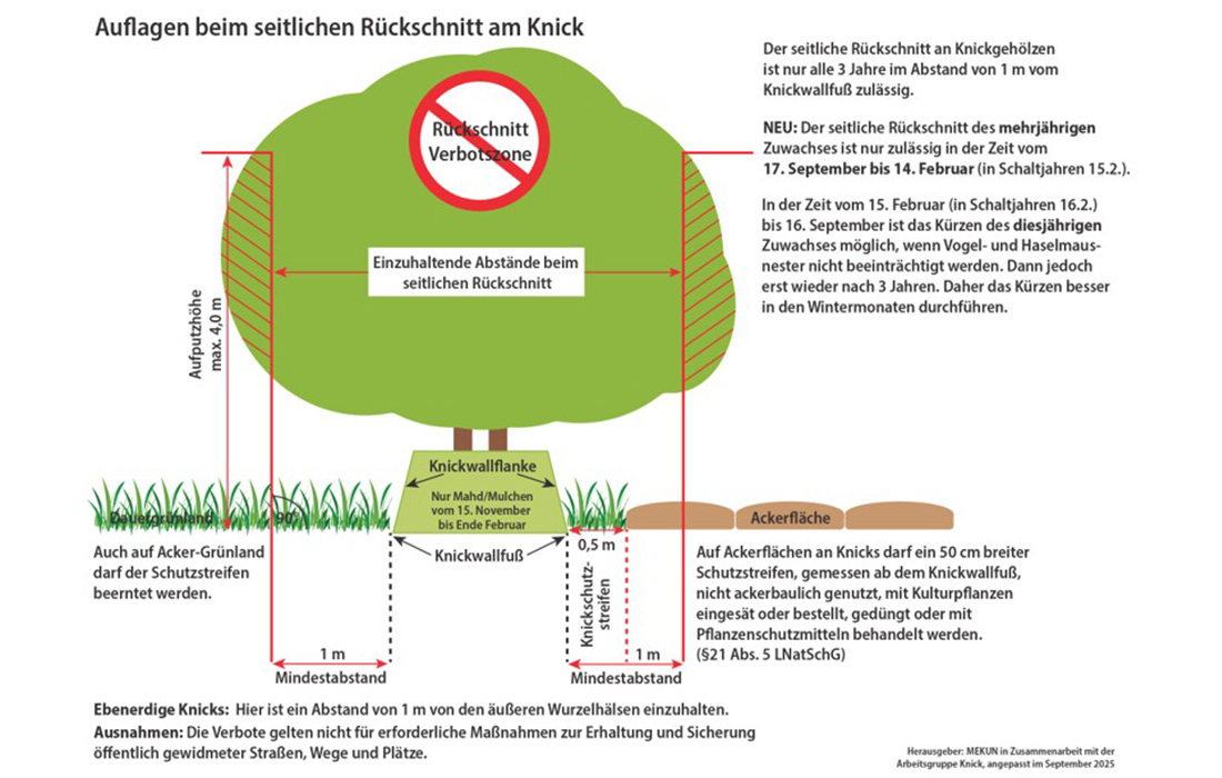 Querschnitt seitlicher Rückschnitt Sep 25